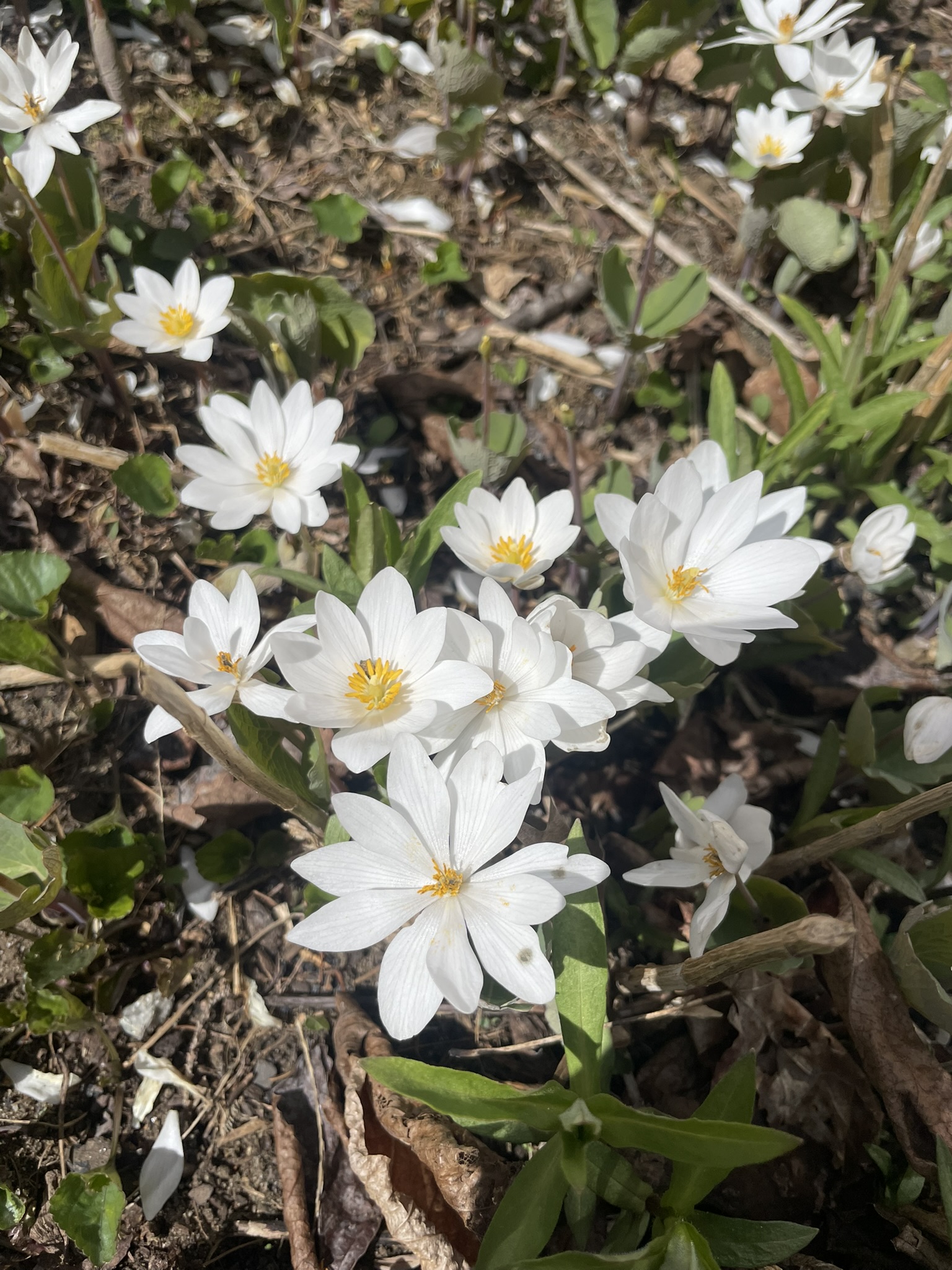 Bloodroot in spring bloom on the forest floor