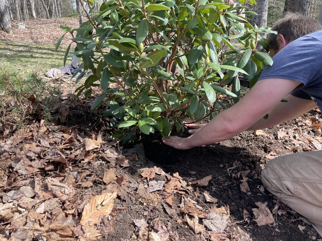 Hands placing a rhododendron in a freshly dug bed